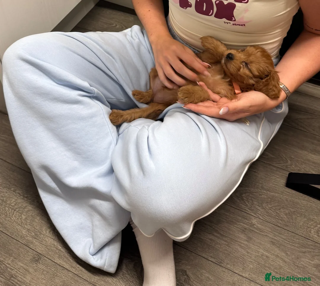 Cavapoo dogs for sale: Cavapoo puppy in Willenhall - Advert 9