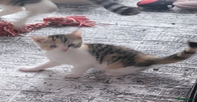 Mixed Breed cats - Advert 14