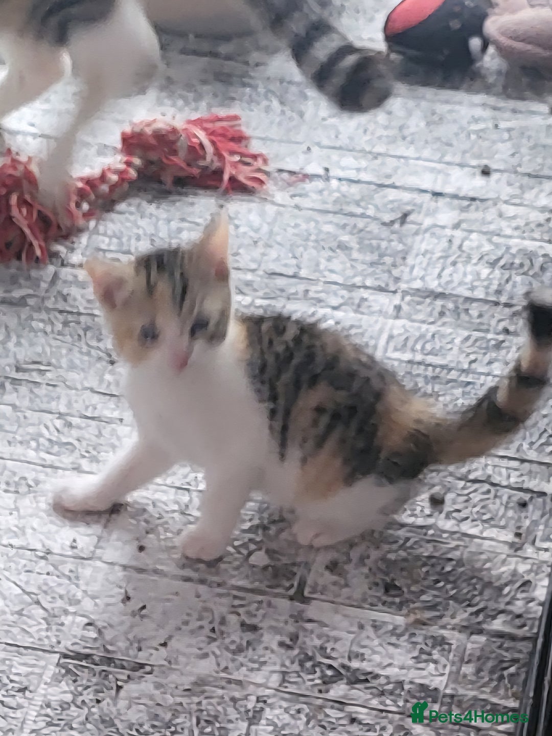 Mixed Breed cats for sale: 2 little beauty's  - Image 2