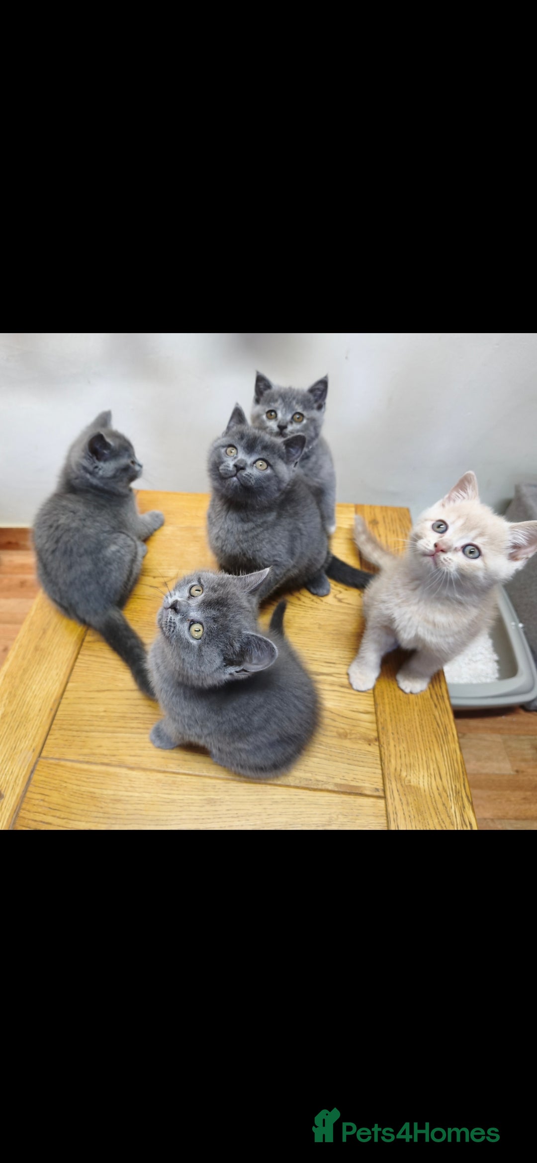 British Shorthair cats for sale: British Shorthair Kittens Imported Parents  - Advert 4