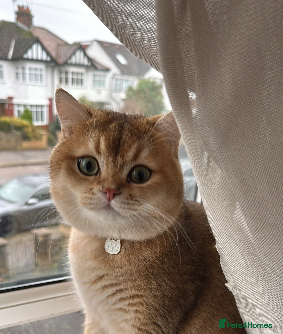 British Shorthair cats for stud: SHOW QUALITY STUD-BSH GOLDEN CHINCHILLA NY11 - Advert 4