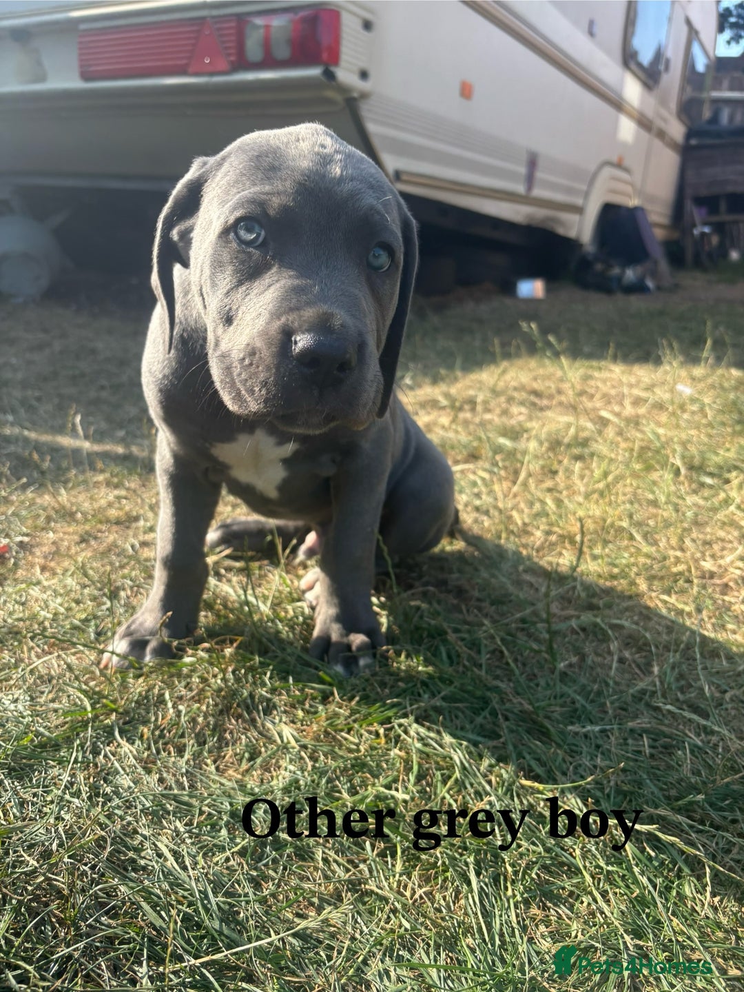 Cane Corso dogs for sale: 7 cane corso pups sliver and black  - Image 5