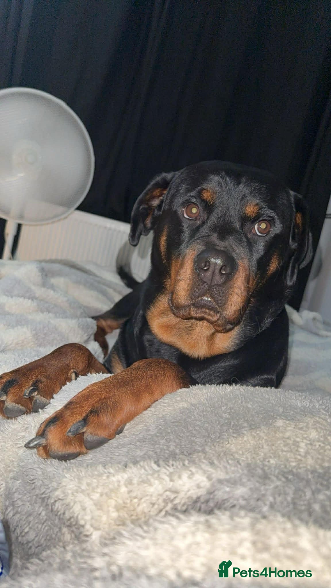 Rottweiler dogs Rottweiler puppies - Advert 12