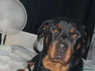 Rottweiler dogs Rottweiler puppies - Advert 3