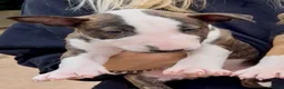 Bull Terrier dogs for sale: Champion bred healthy, chunky, friendly BT puppies - Advert 7