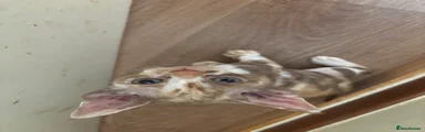 Devon Rex Kitten 3