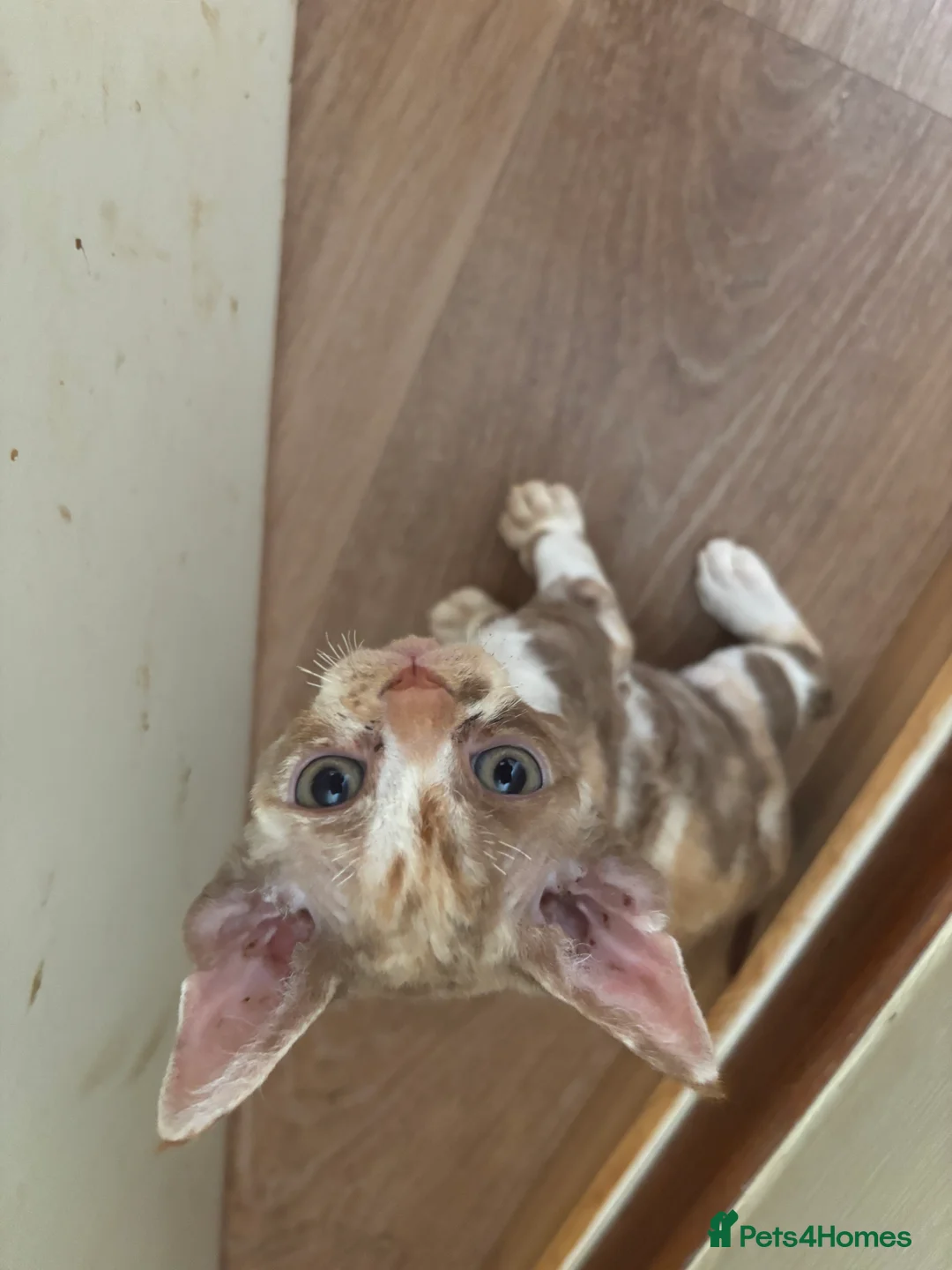 Devon Rex cats for sale: Quintelin Devon Rex - Advert 2