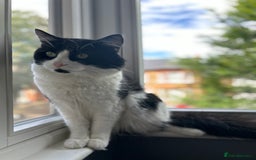 Domestic Shorthair cats for sale: Playful, three year old boy cat - Image 7