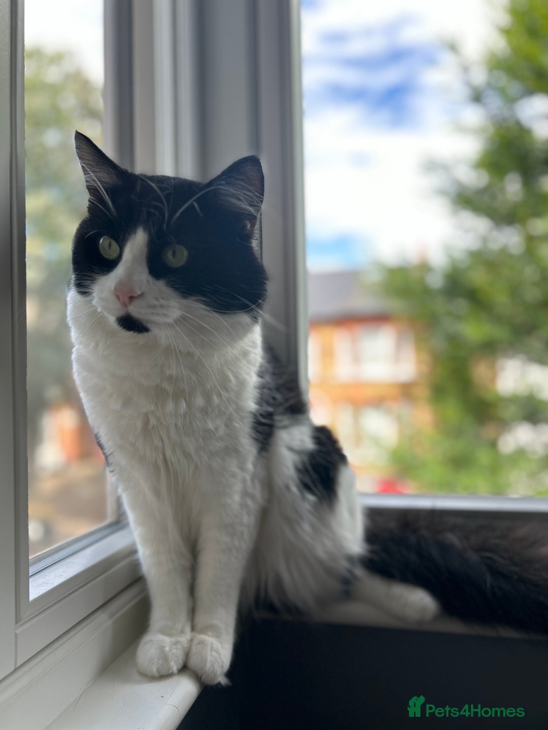 Domestic Shorthair cats for sale: Playful, three year old boy cat - Image 7