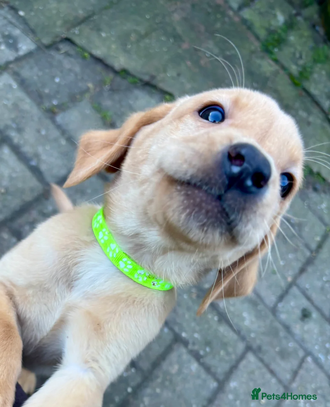 Labrador Retriever dogs for sale: Ready now! Beautiful Labrador pups (KC Reg) - Advert 2