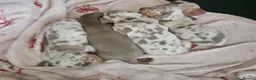 Miniature Dachshund dogs for sale: 5 Miniature Dachshunds  - Advert 4