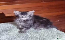 Maine Coon cats for sale: GCCF Pedigree Maine Coon Kittens for sale  - Image 12