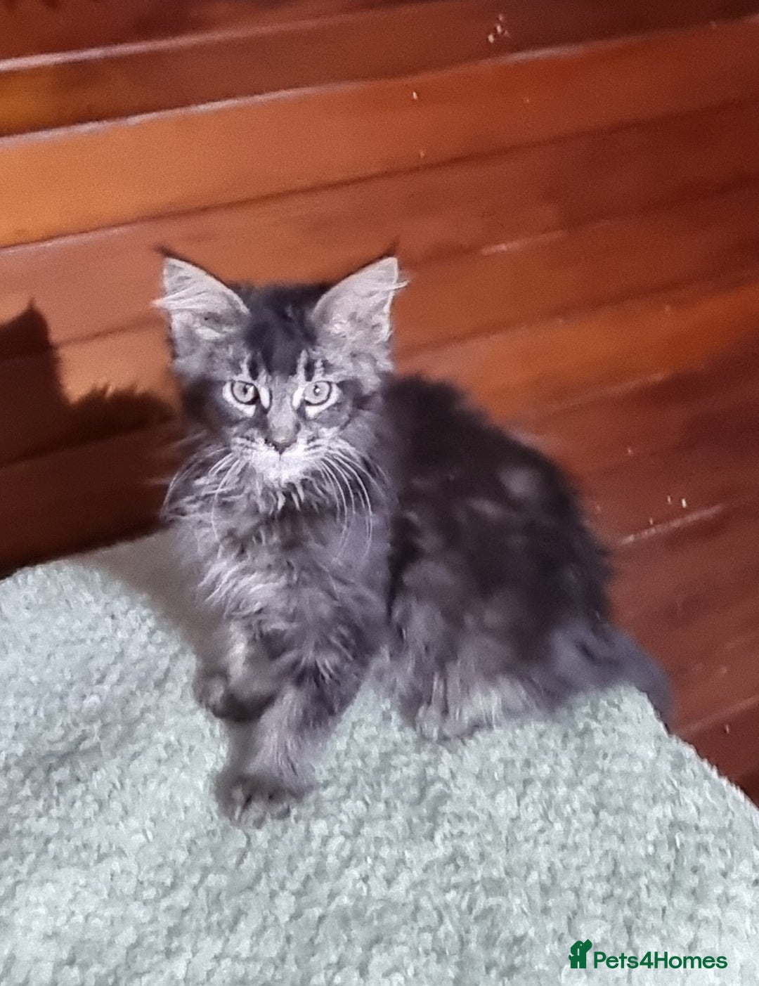Maine Coon cats for sale: GCCF Pedigree Maine Coon Kittens for sale  - Image 12