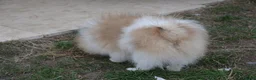 Pomeranian dogs for sale: PACO - Beautiful Pomeranian Boy - Advert 33