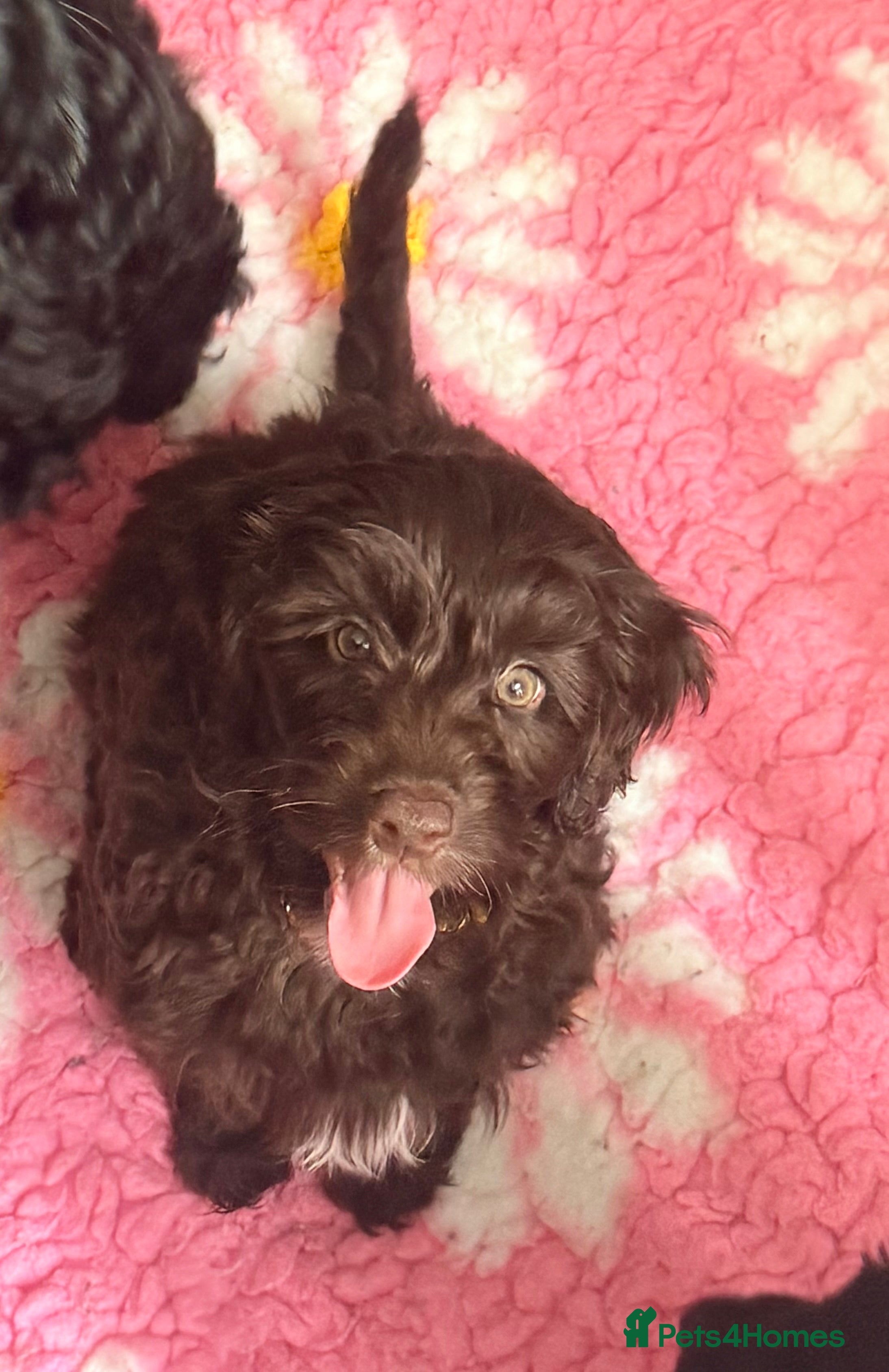 Cavapoo dogs Adorable healthy toy F1b Cavapoo’s puppies 🏡🏡 - Advert 2