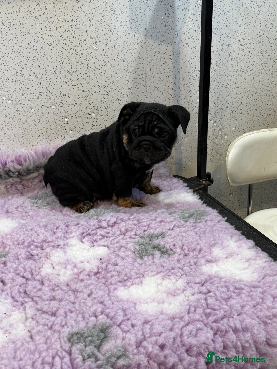 English Bulldog dogs for sale: English bulldog puppies  - Advert 2