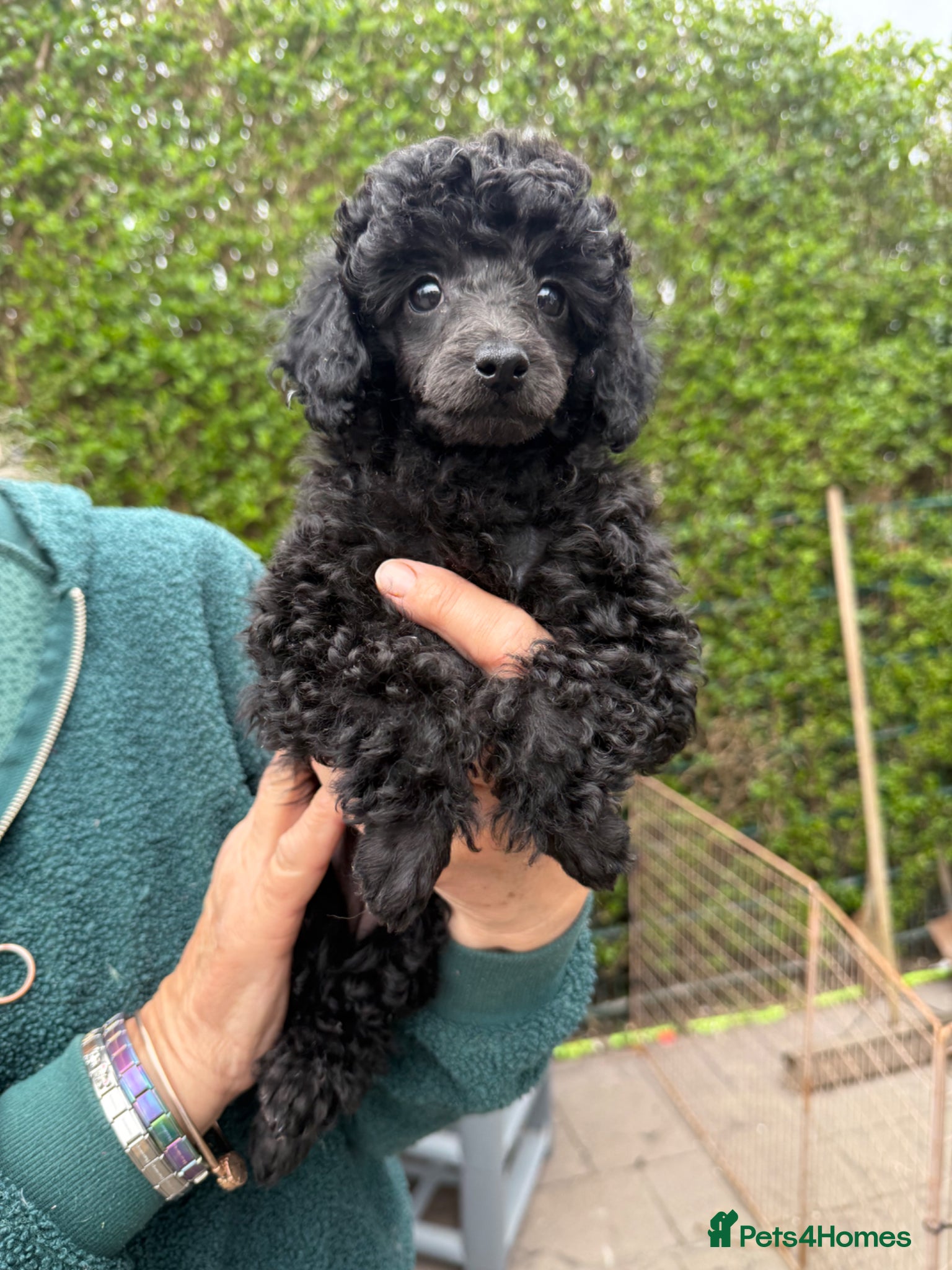 Toy Poodle dogs Toy poodle pups! - Advert 4