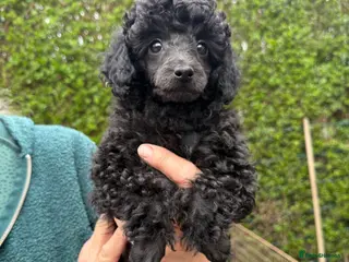 Toy Poodle dogs Toy poodle pups! - Advert 4