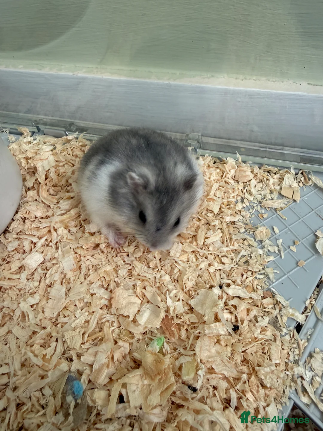 Hamster rodents for sale: Russian Dwarf Hamsters for sale Wallasey £12 each in Wallasey - Advert 13