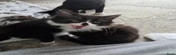Mixed Breed cats for sale: 5 Adorable 3-Month-Old Kittens Need Loving Homes - Advert 9