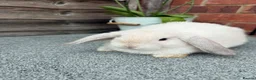Mini Lop rabbits for sale: Pure breed mini lop - Advert 4
