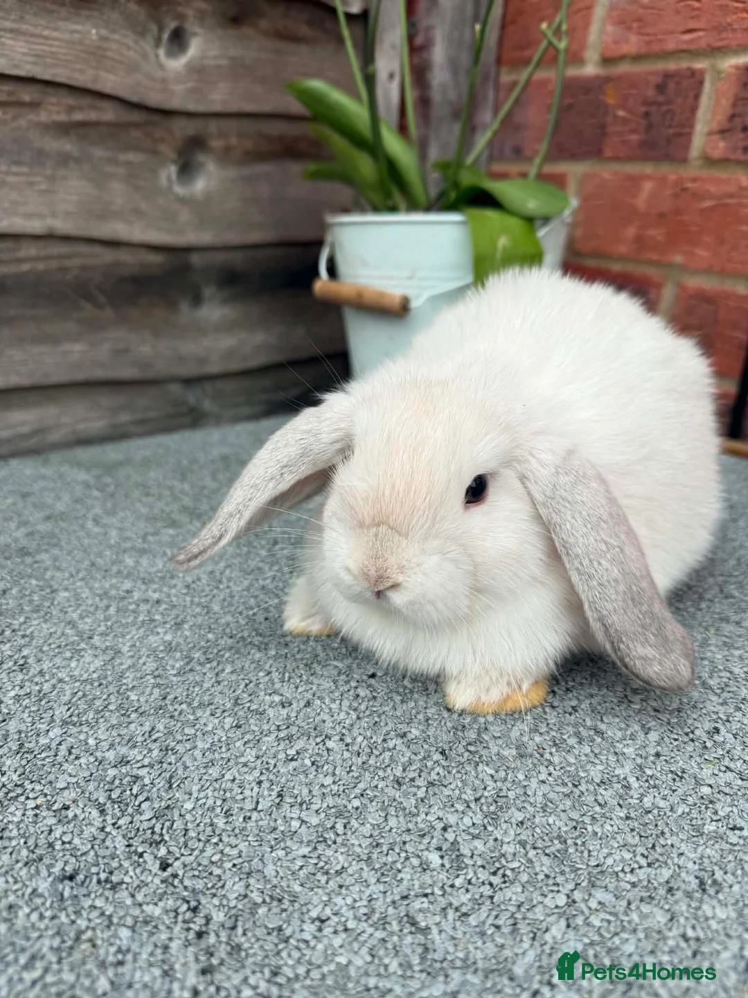 Mini Lop rabbits for sale: Pure breed mini lop - Advert 4