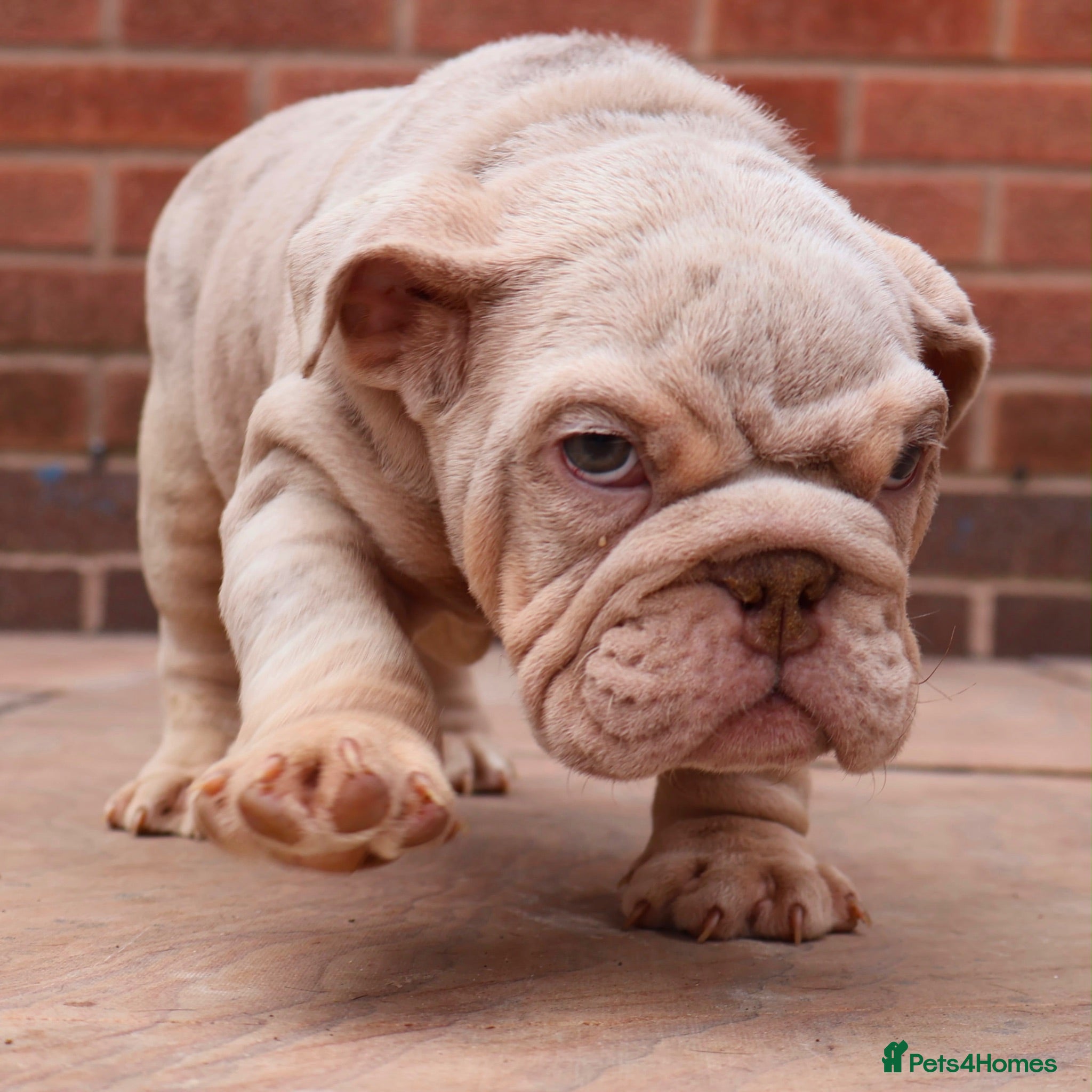 English Bulldog dogs DOLCExKOBE SHORT COMPACT MR MUCCLE BLOODLINE  - Advert 4