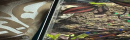 Gecko reptiles for sale: Crested Gecko with enclosure  in Caldicot - Advert 4