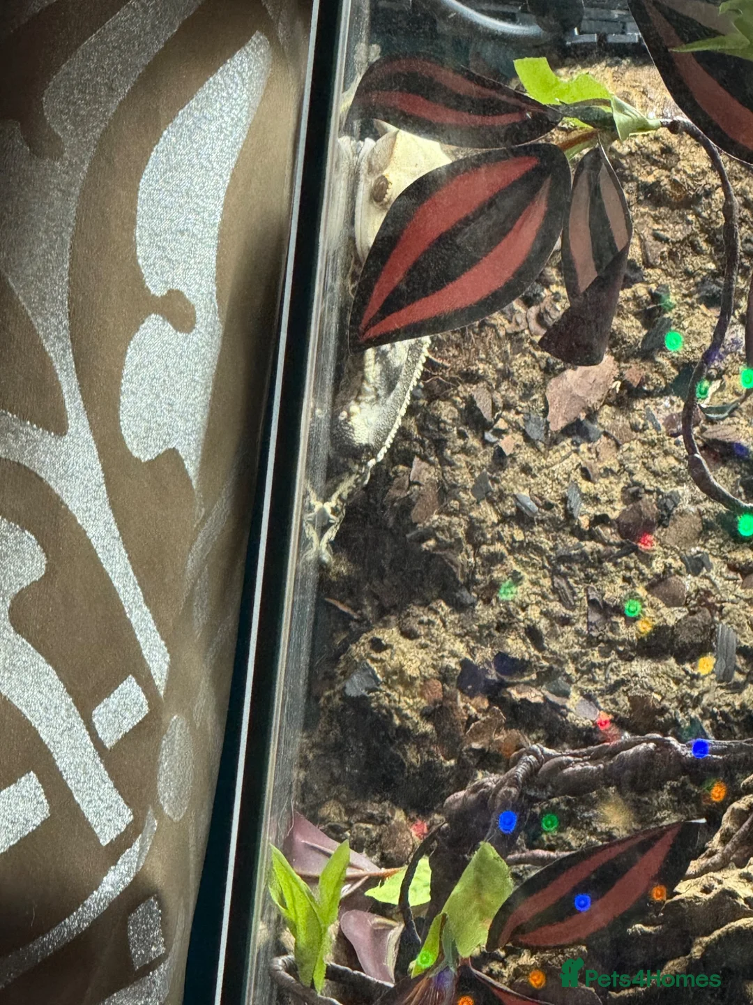 Gecko reptiles for sale: Crested Gecko with enclosure  in Caldicot - Advert 4