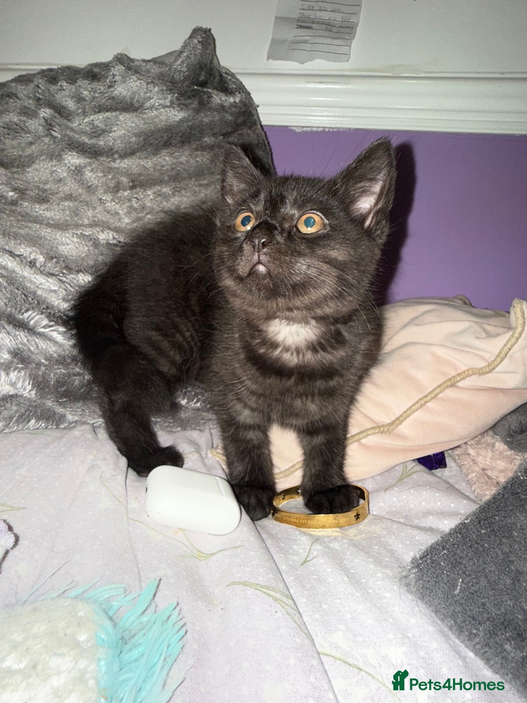 British Shorthair cats for sale: Beautiful British Shorthair Cross Kittens - Advert 17