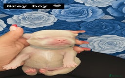 Pug dogs for sale: 7 boys ready to go next week!!!🩵 - Image 38