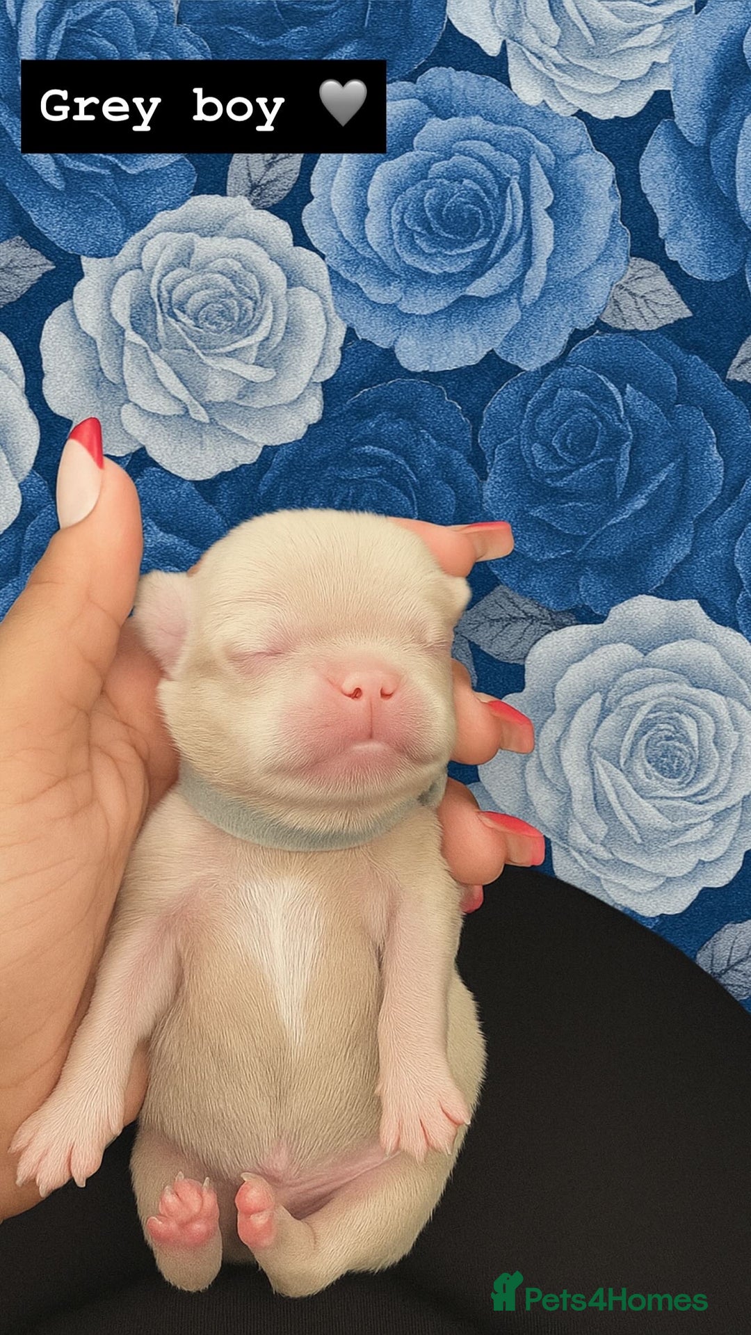 Pug dogs for sale: 7 boys ready to go next week!!!🩵 - Image 38