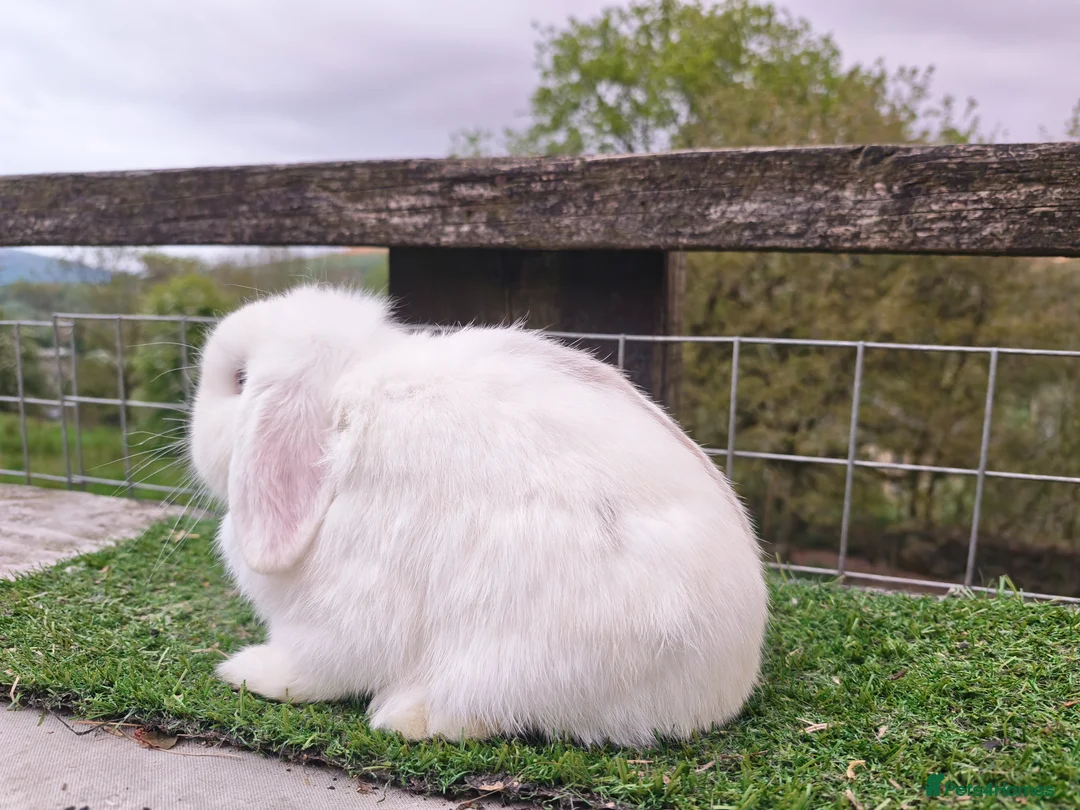 Mini Lop rabbits for sale: Adult mini lop Female  - Advert 7