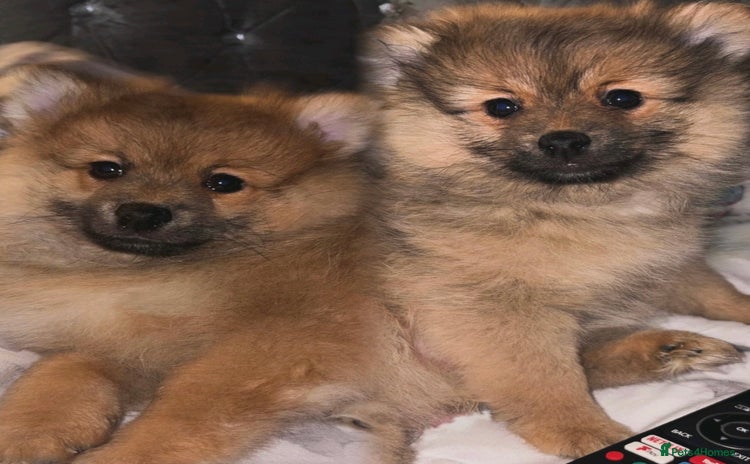 Pomeranian dogs - Advert 12