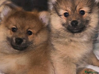Pomeranian dogs - Advert 22
