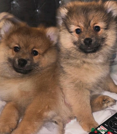 Pomeranian dogs - Advert 1