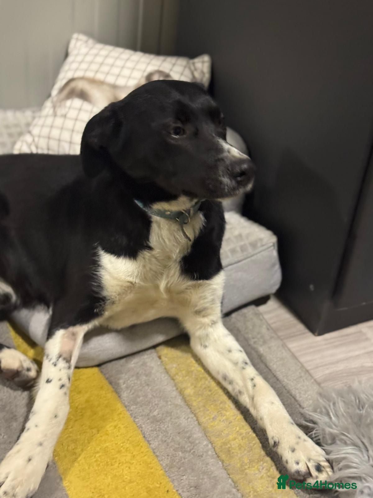 Mixed Breed dogs Gorgeous Maylo looking for love - Advert 18