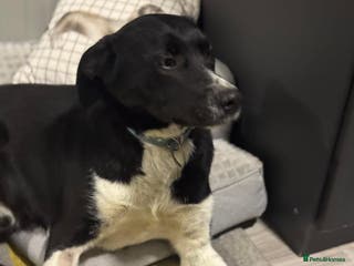 Mixed Breed dogs Gorgeous Maylo looking for love - Advert 18