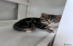 Bengal cats for sale: Bengal X kittens - Image 3