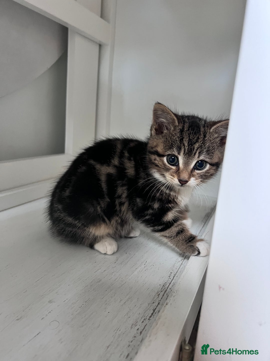 Bengal cats for sale: Bengal X kittens - Image 3