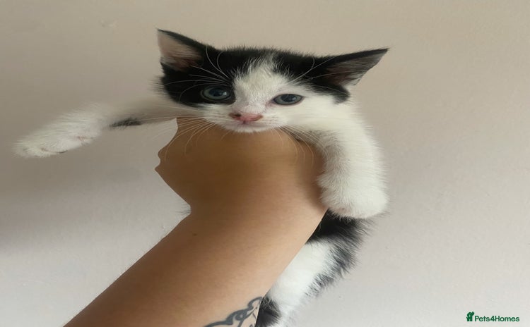 Mixed Breed cats - Advert 5