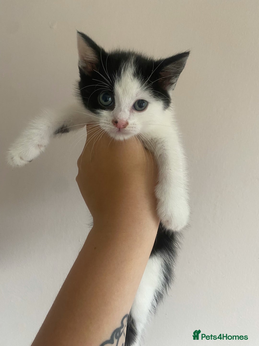 Mixed Breed cats for sale: 2 kittens ready for they’re forever homes - Image 1
