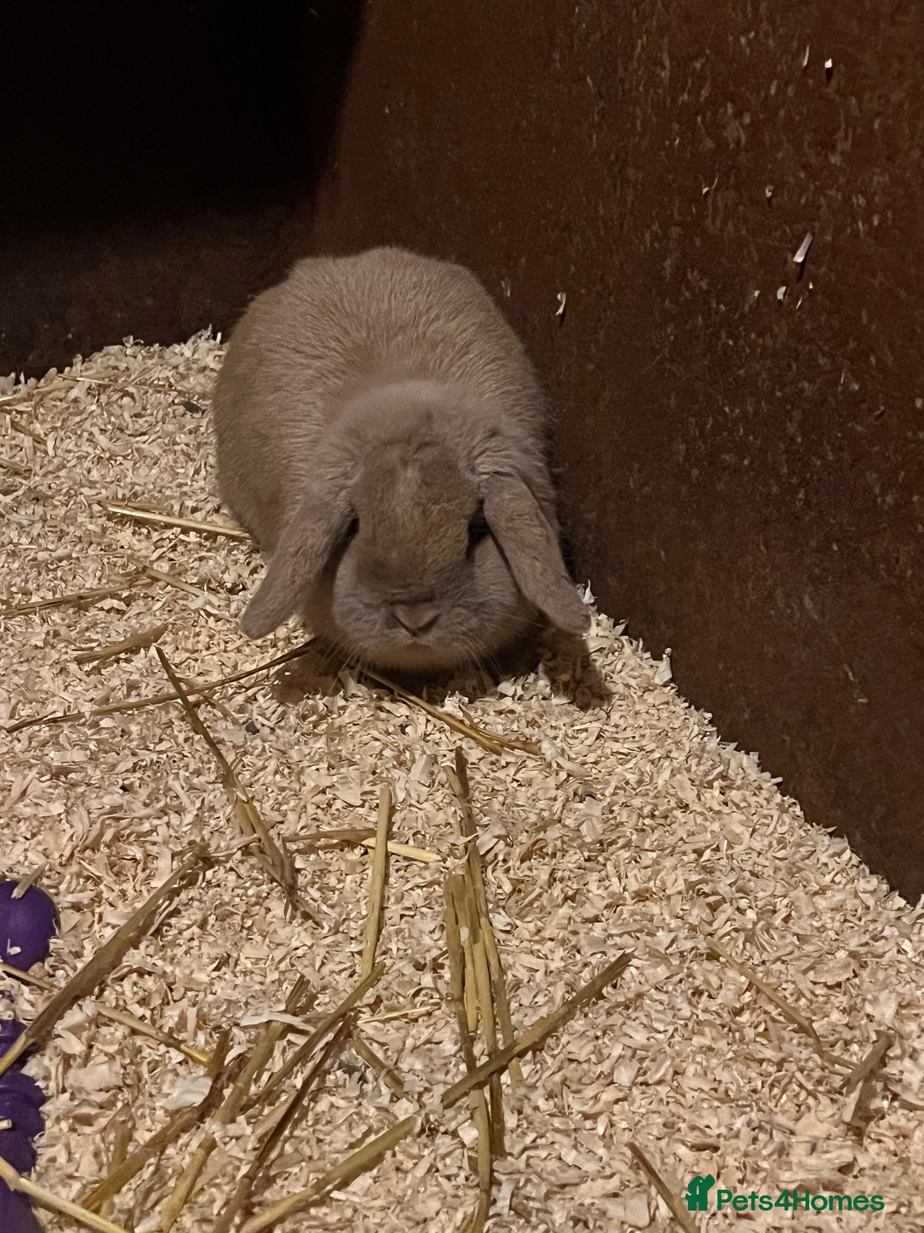 Guinea Pig rodents Female Lop bunny - Advert 22