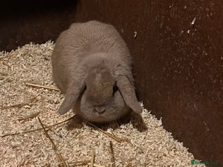 Guinea Pig rodents Female Lop bunny - Advert 14