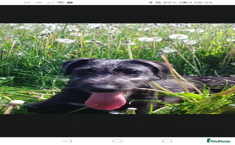 Lurcher dogs Bedlington whippet greyhound pups  - Advert 2