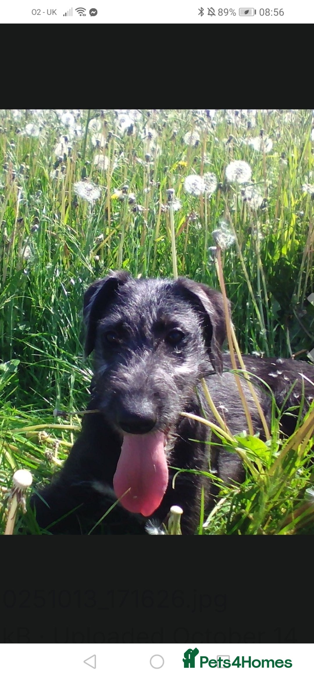 Lurcher dogs for sale: Bedlington whippet greyhound pups  - Advert 1