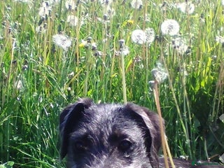 Lurcher dogs Bedlington whippet greyhound pups - Advert 1