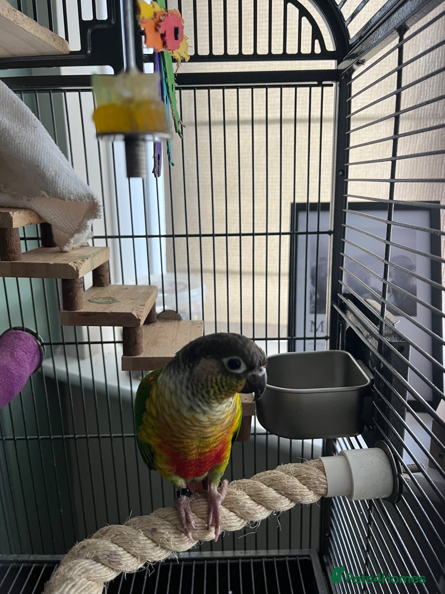 Conures birds Conure parrot - Advert 1