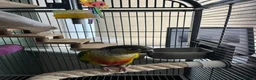 Conures birds for sale: Conure parrot in Stanford-le-Hope - Advert 1