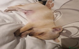 Chihuahua dogs for sale: Tiny pure breed chihuahua  - Image 5
